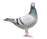 C:\Users\Админ\Desktop\istockphoto-658430100-612x612.jpg